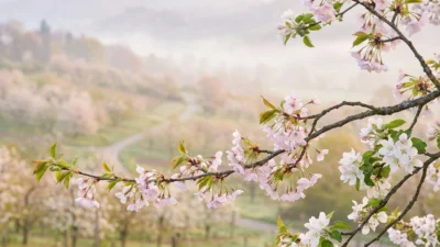 Synonyms for Blossom